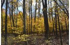 Property photo 22 - 75.3 Acres Offered in 2 Tracts